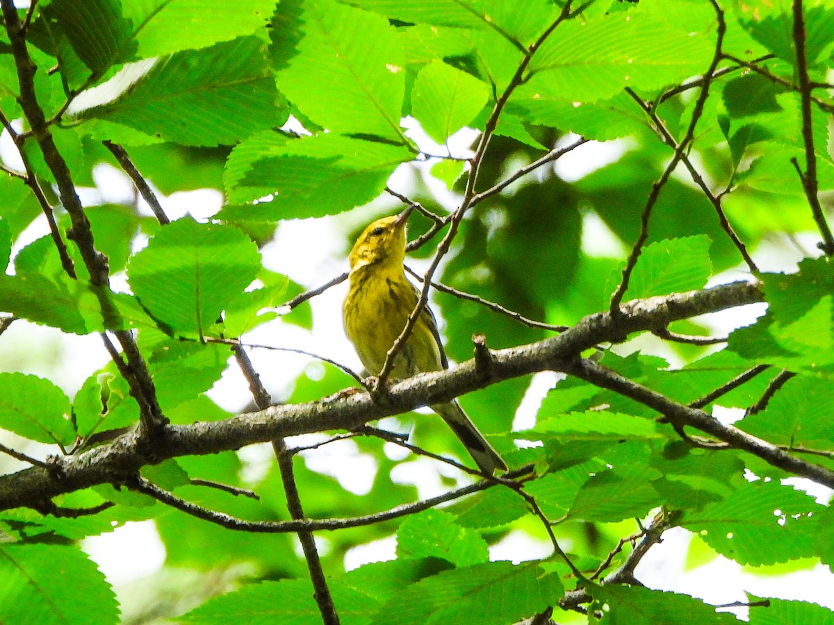 Pine Warbler - ML638876298