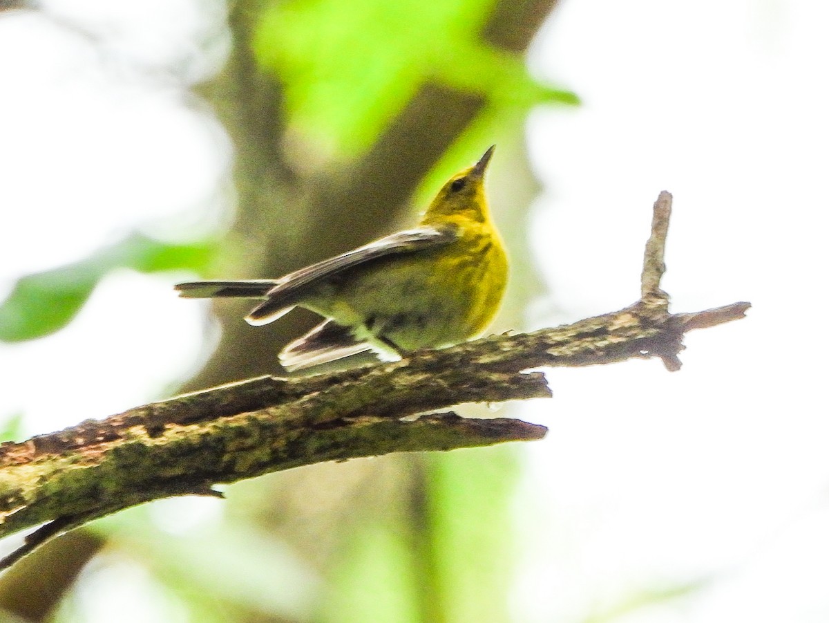 Pine Warbler - ML638876299