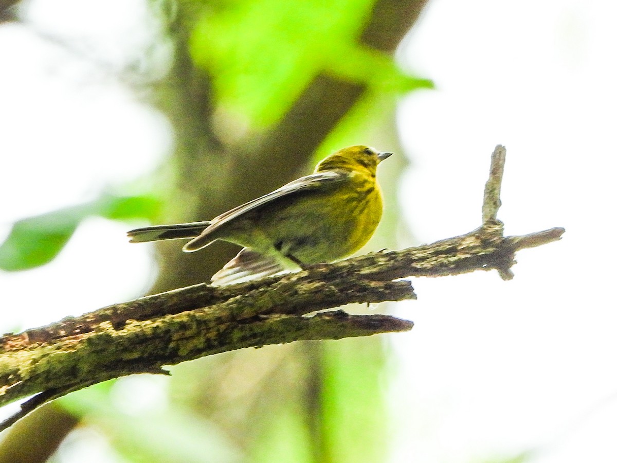 Pine Warbler - ML638876300