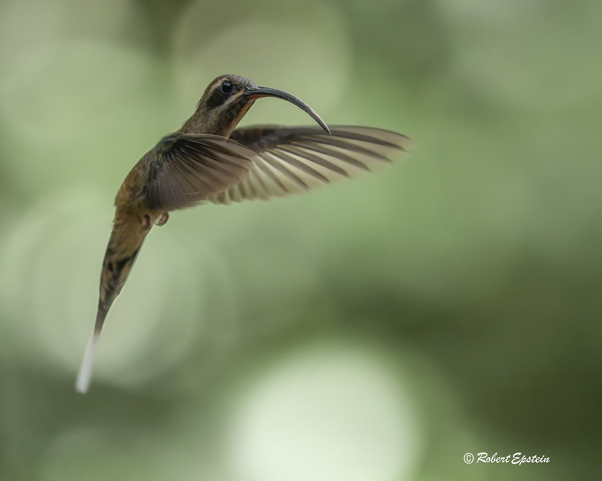 Long-billed Hermit - ML638876334