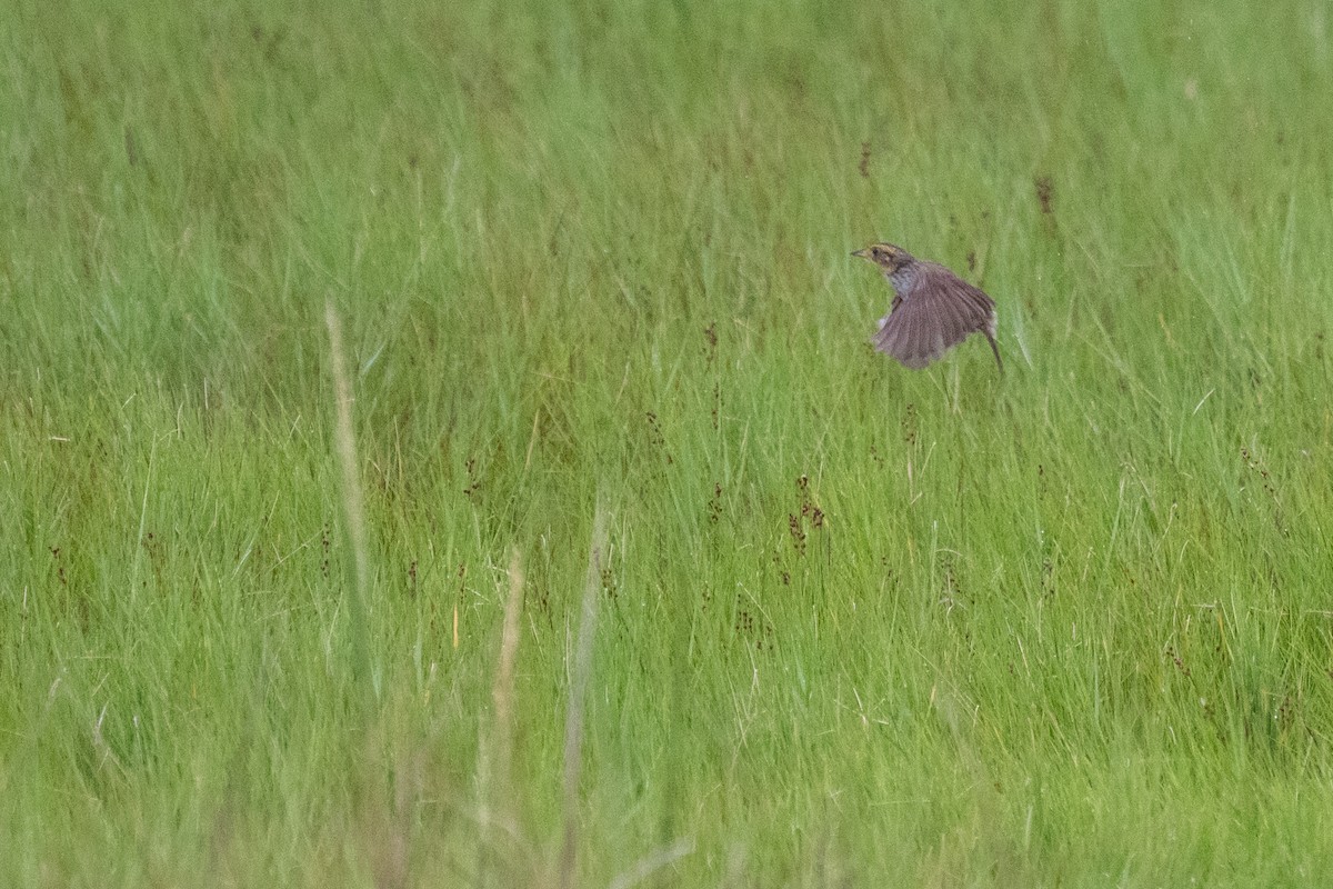 Saltmarsh Sparrow - ML638876350
