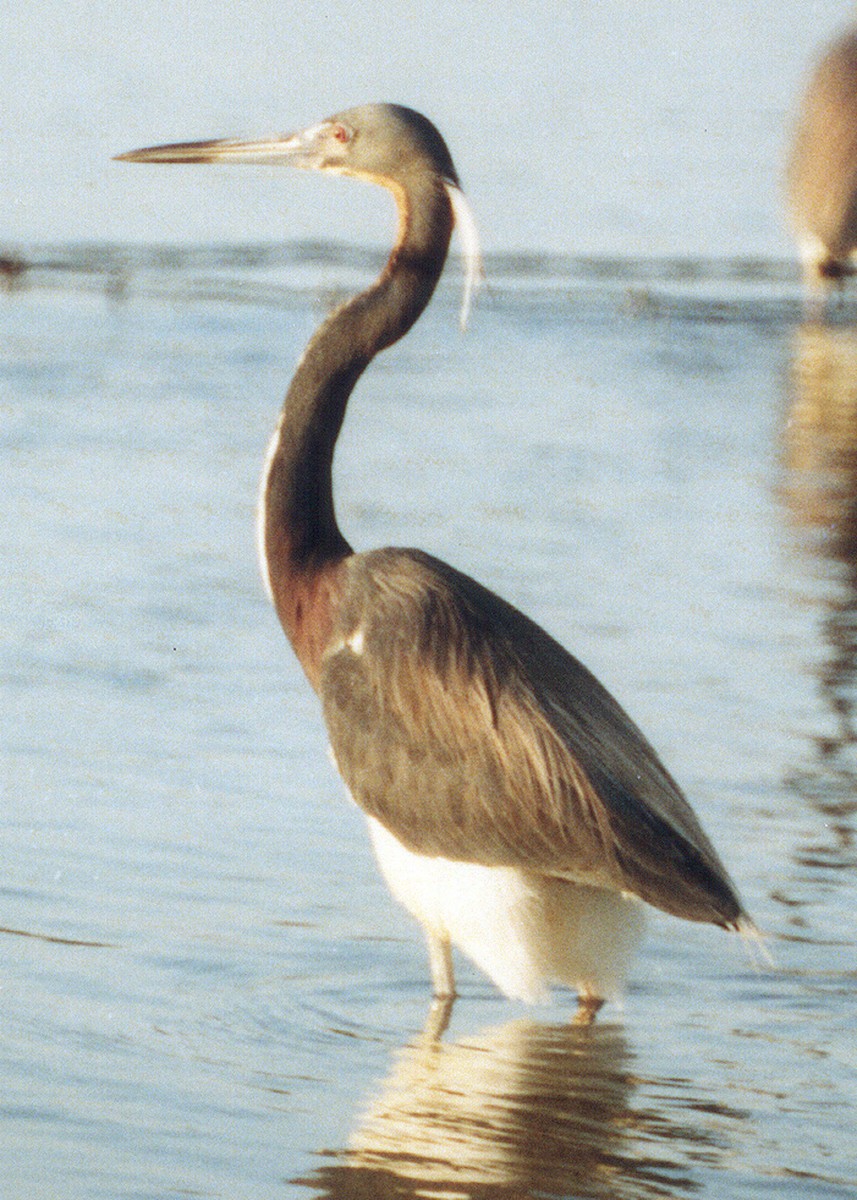 Tricolored Heron - ML638876355