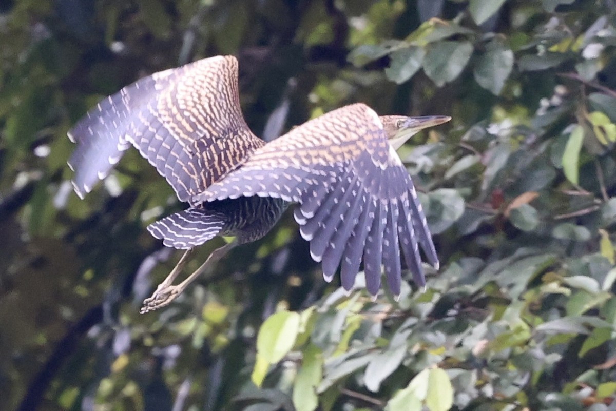 Bare-throated Tiger-Heron - ML638876360
