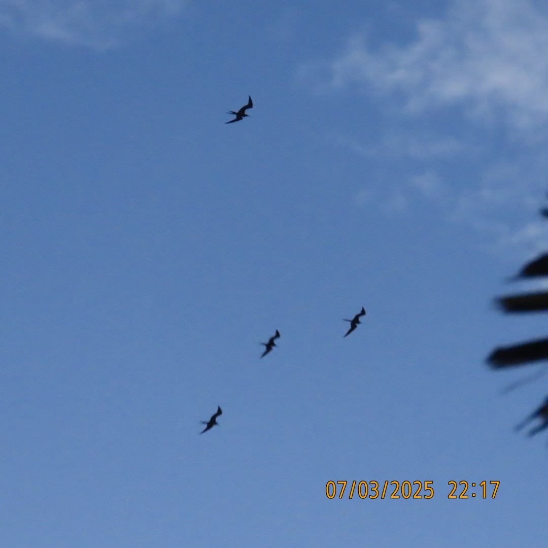 Lesser Frigatebird - ML638876361