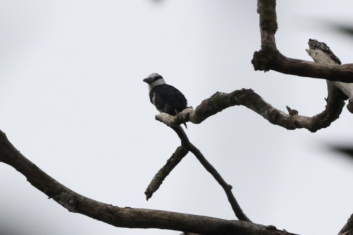 White-necked Puffbird - ML638876371