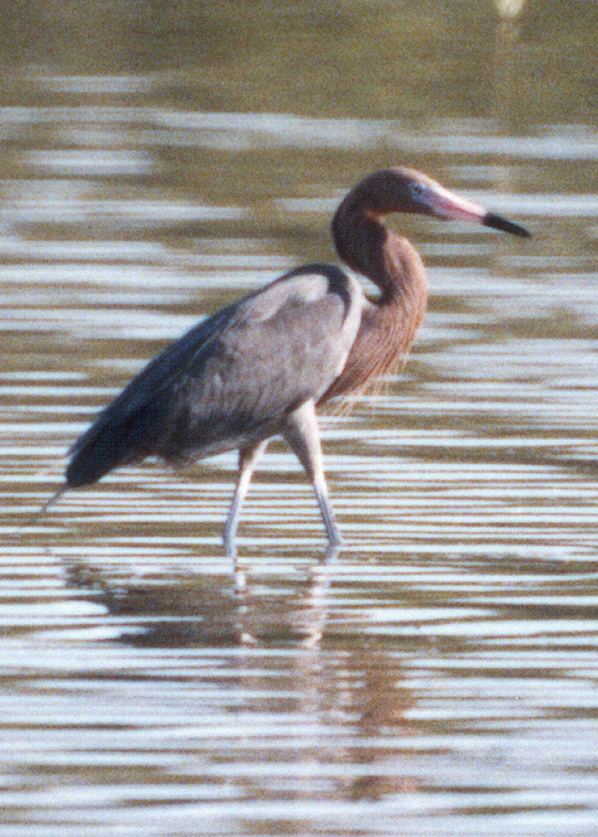 Reddish Egret - ML638876391
