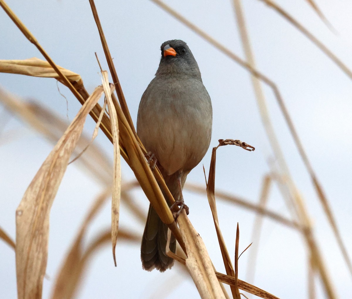 Great Pampa-Finch - ML638876423