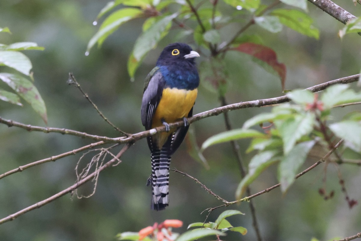 Gartered Trogon - ML638876444