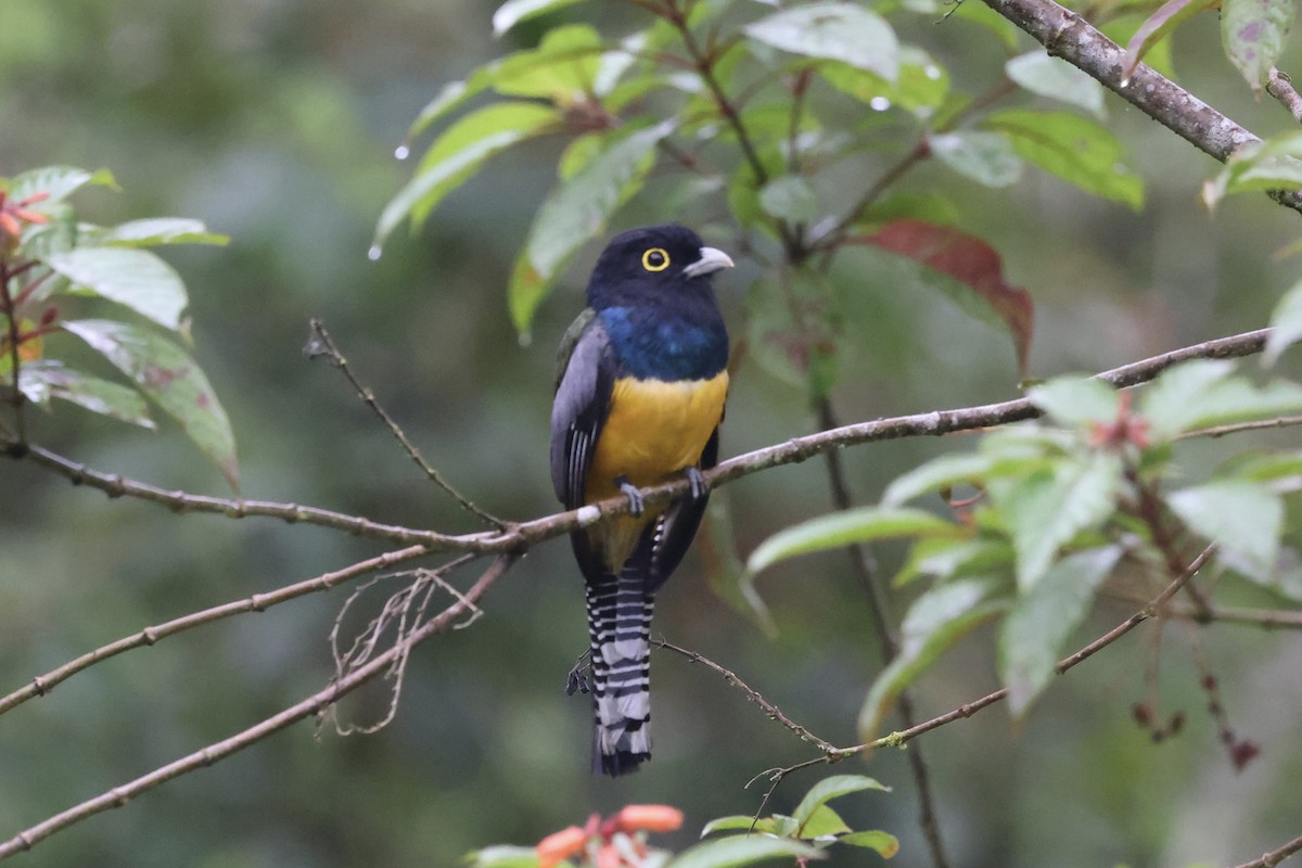 Gartered Trogon - ML638876498
