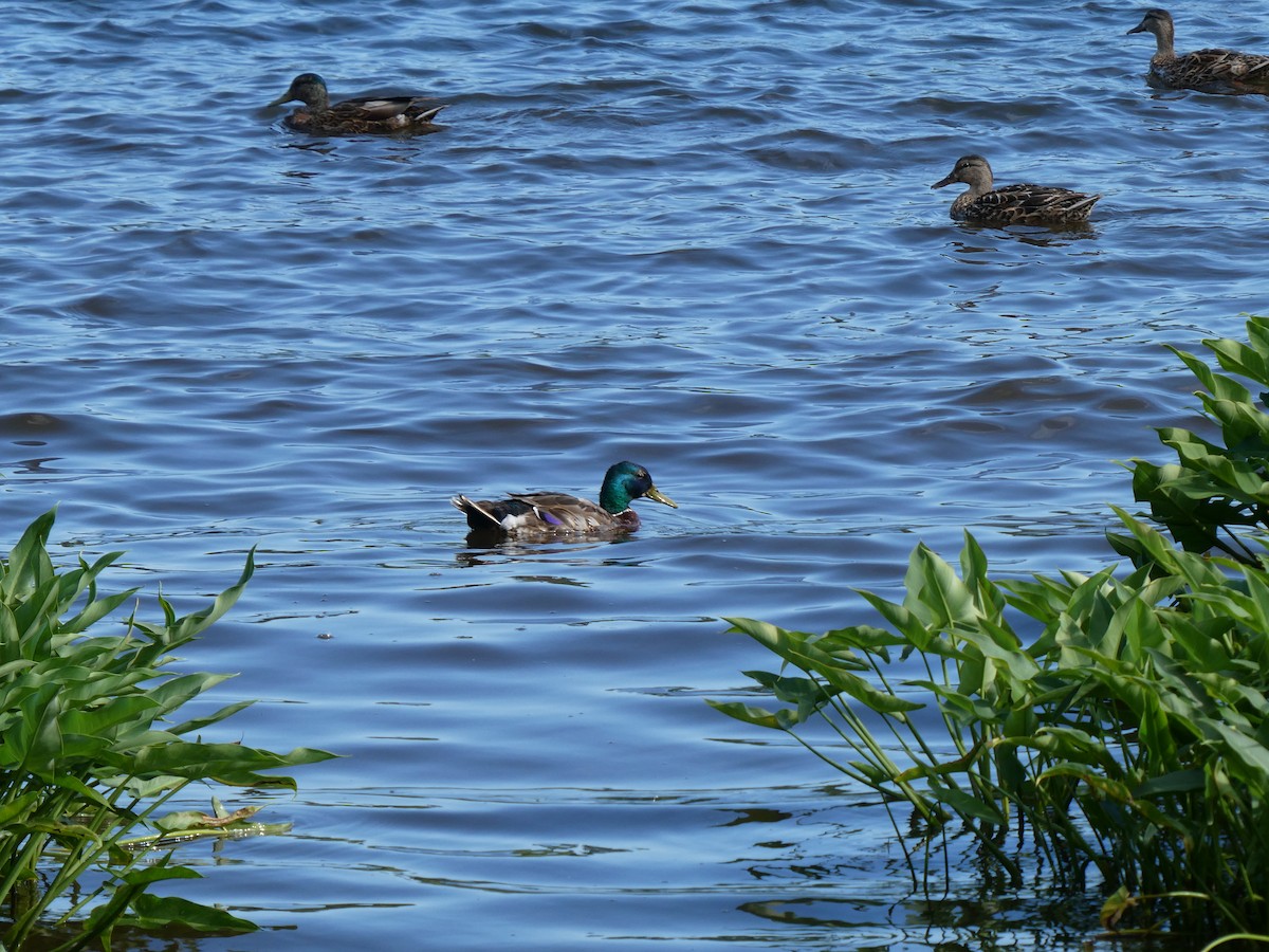 Canard colvert ou C. noir - ML638876505