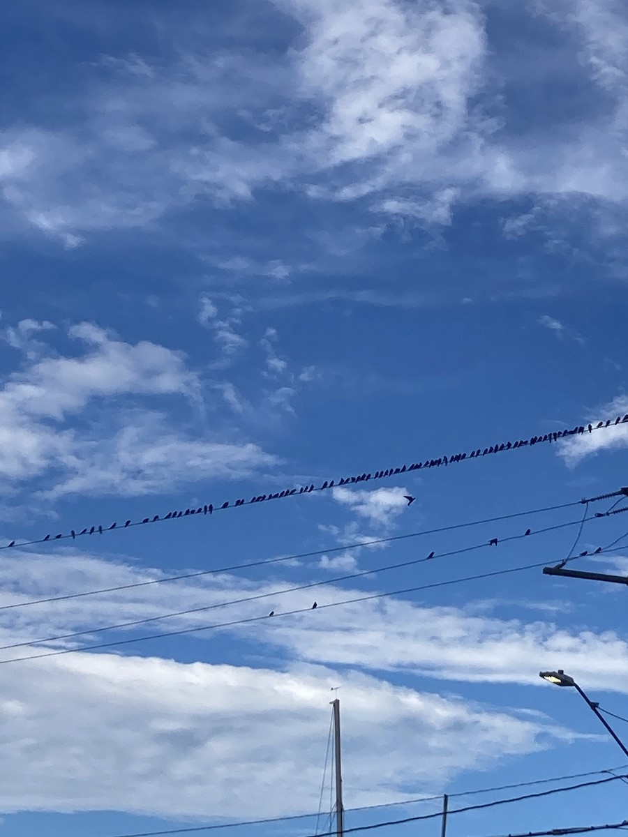 Purple Martin - ML638876507