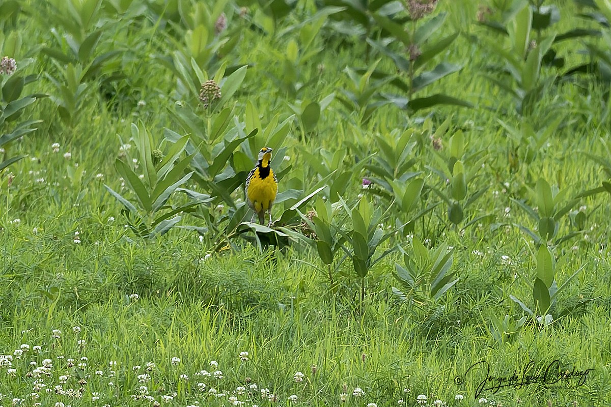 Eastern Meadowlark - ML638876530