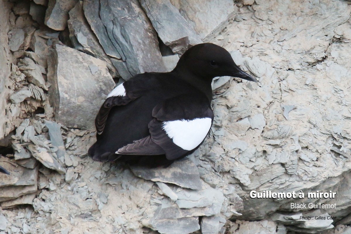 Gryllteiste - ML638876539