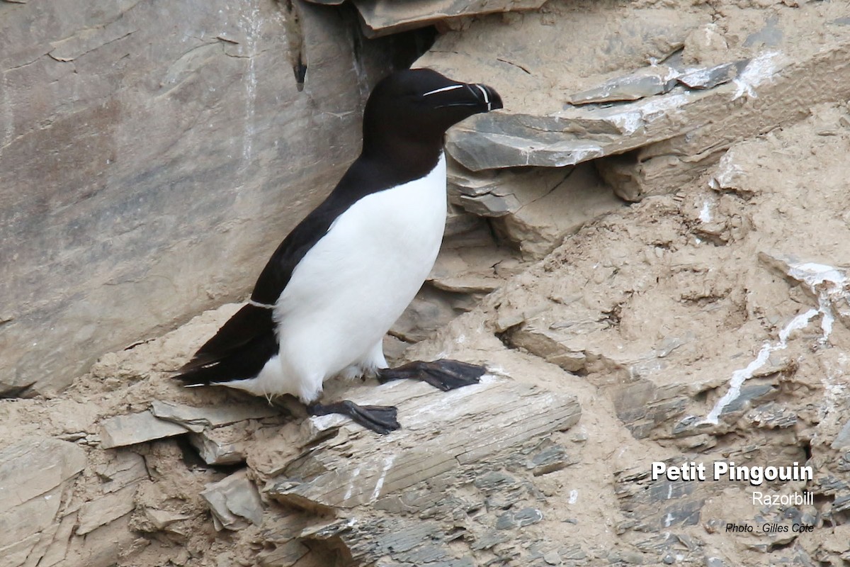 Tordalk - ML638876552