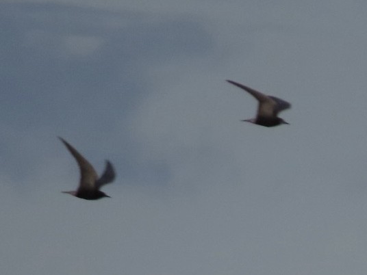 Black Tern - ML638876553
