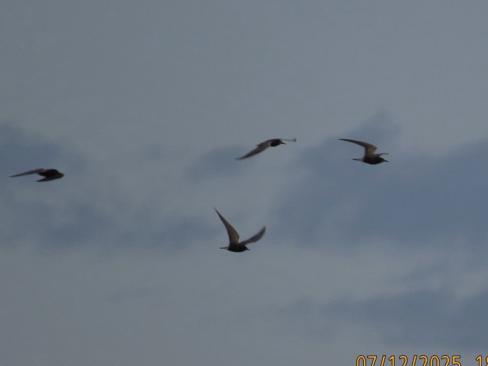 Black Tern - ML638876554