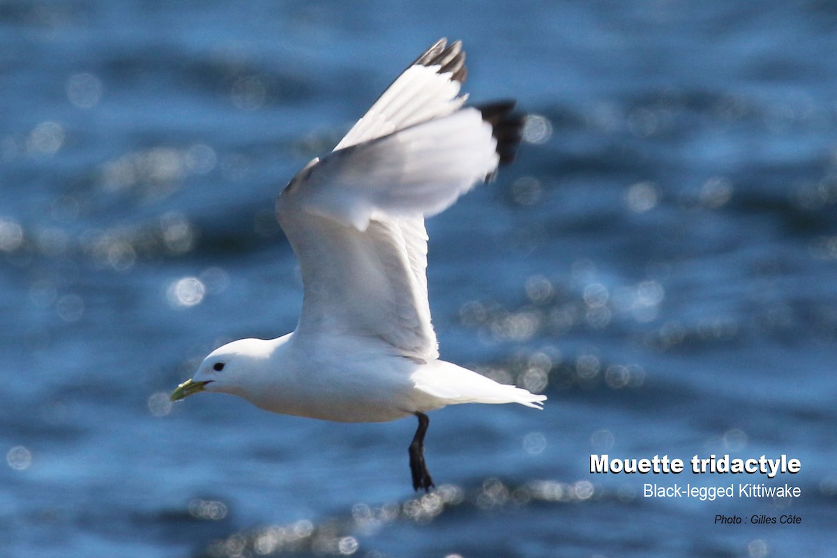 Dreizehenmöwe - ML638876561