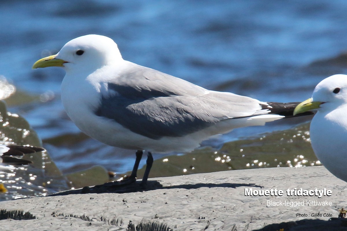 Dreizehenmöwe - ML638876562