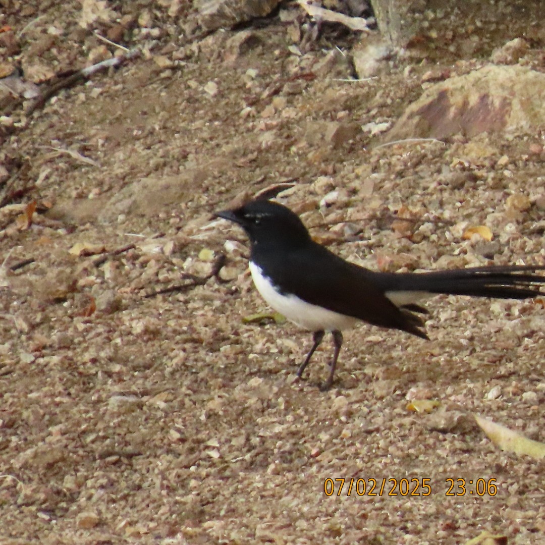 Willie-wagtail - ML638876569