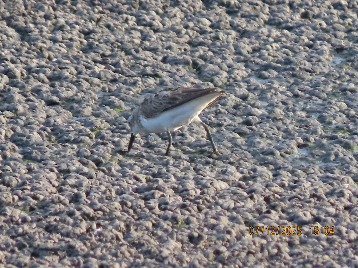 Semipalmated Sandpiper - ML638876575