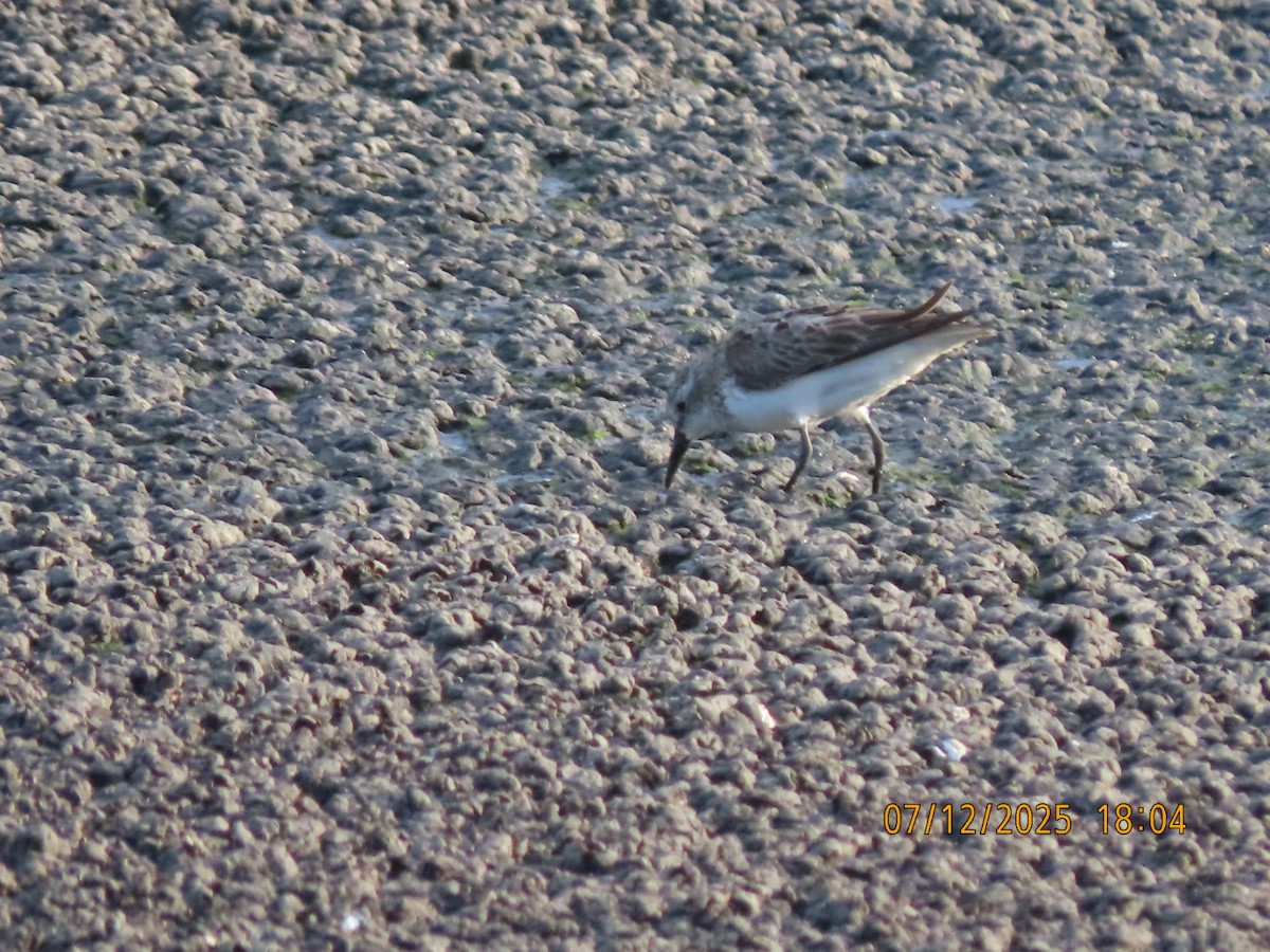 Semipalmated Sandpiper - ML638876576