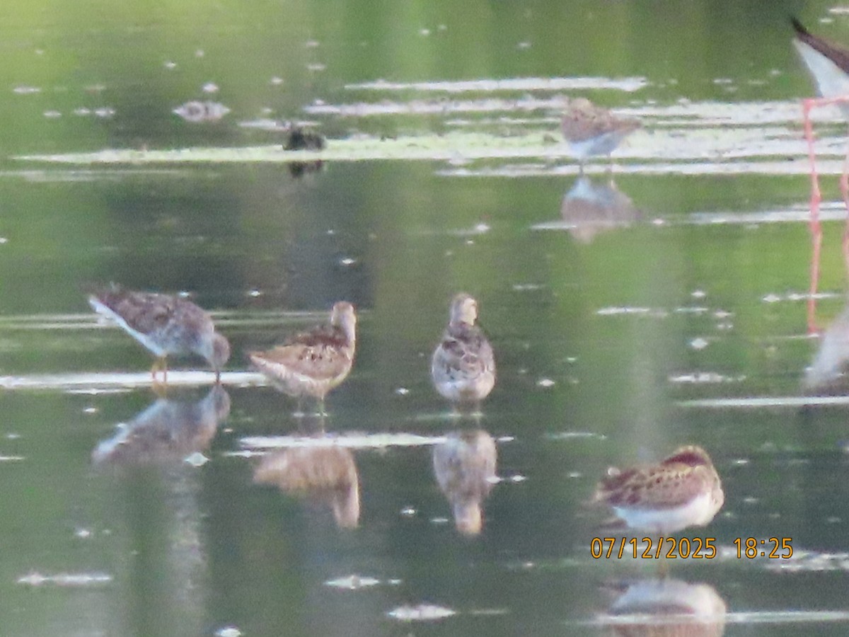 Stilt Sandpiper - ML638876591