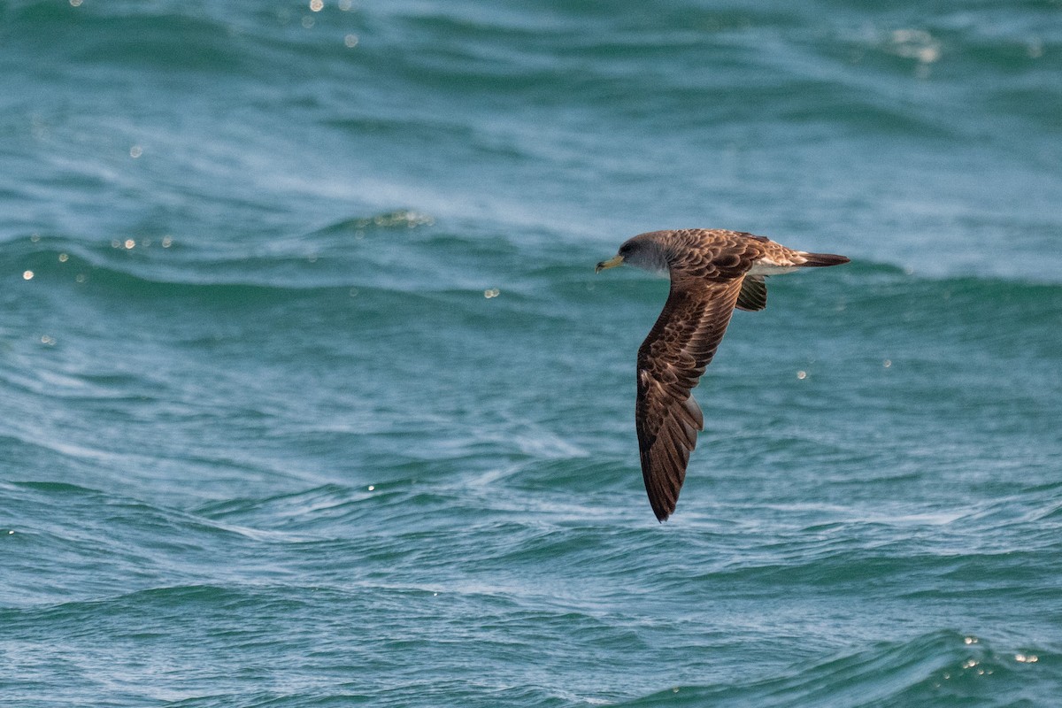 Cory's Shearwater - ML638876596