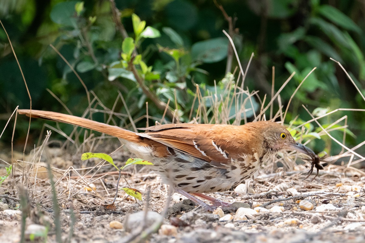 Brown Thrasher - ML638876602