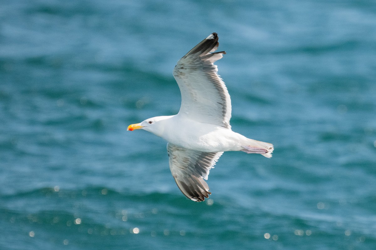 American Herring Gull - ML638876605
