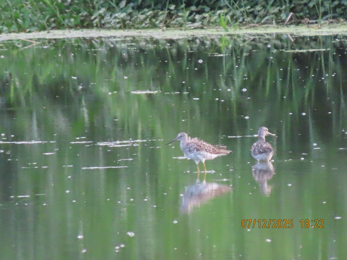 Greater Yellowlegs - ML638876608