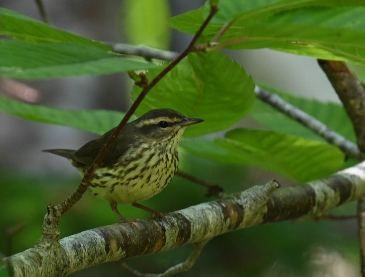 Northern Waterthrush - ML638876611