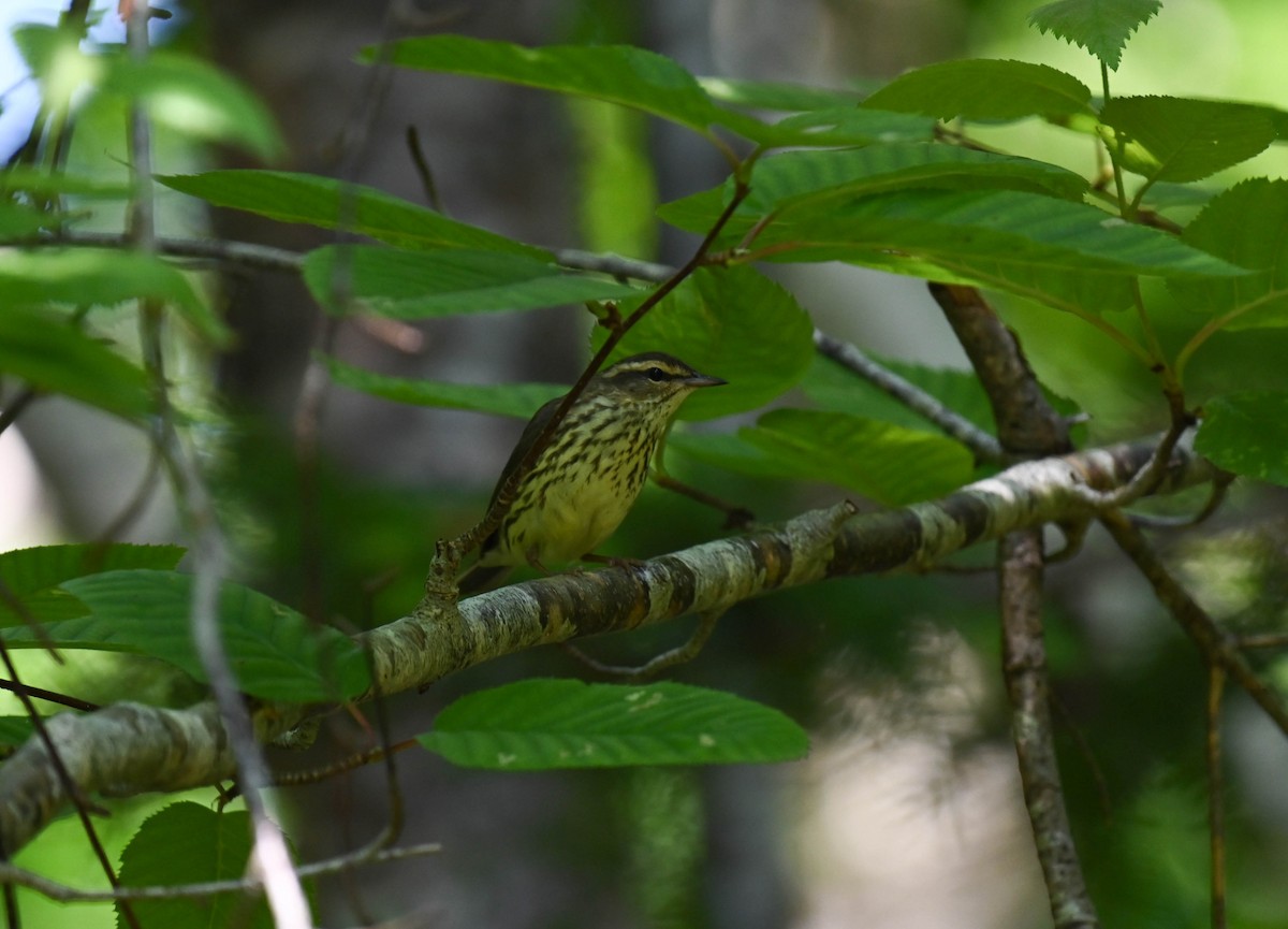 Northern Waterthrush - ML638876612