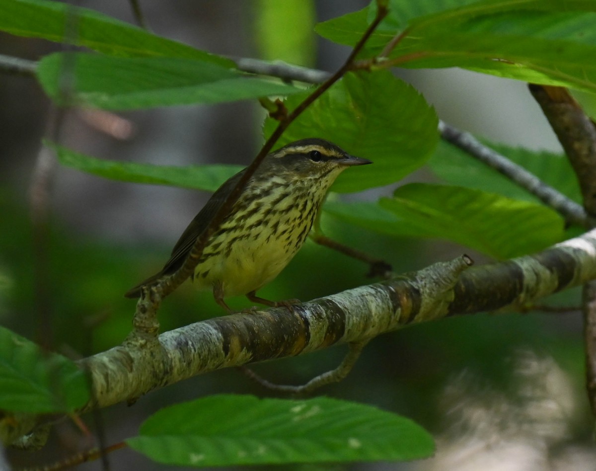 Northern Waterthrush - ML638876613