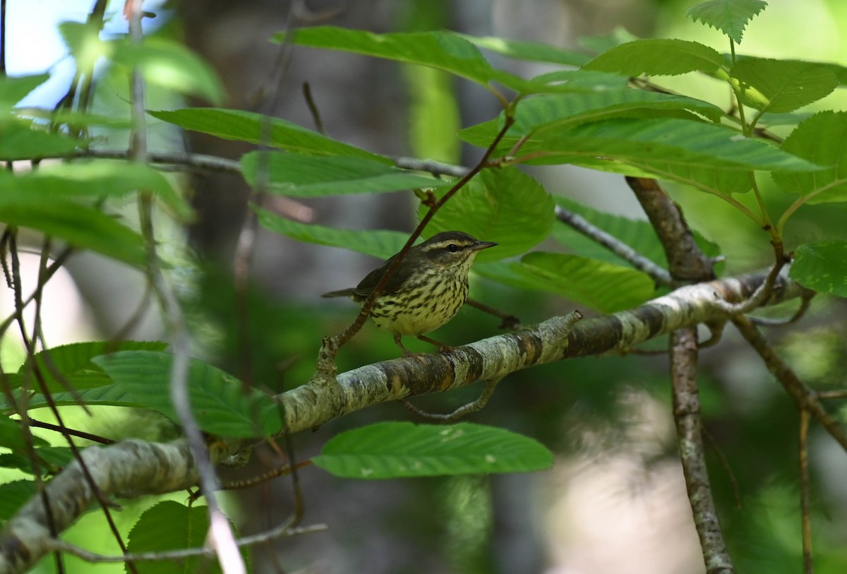 Northern Waterthrush - ML638876614