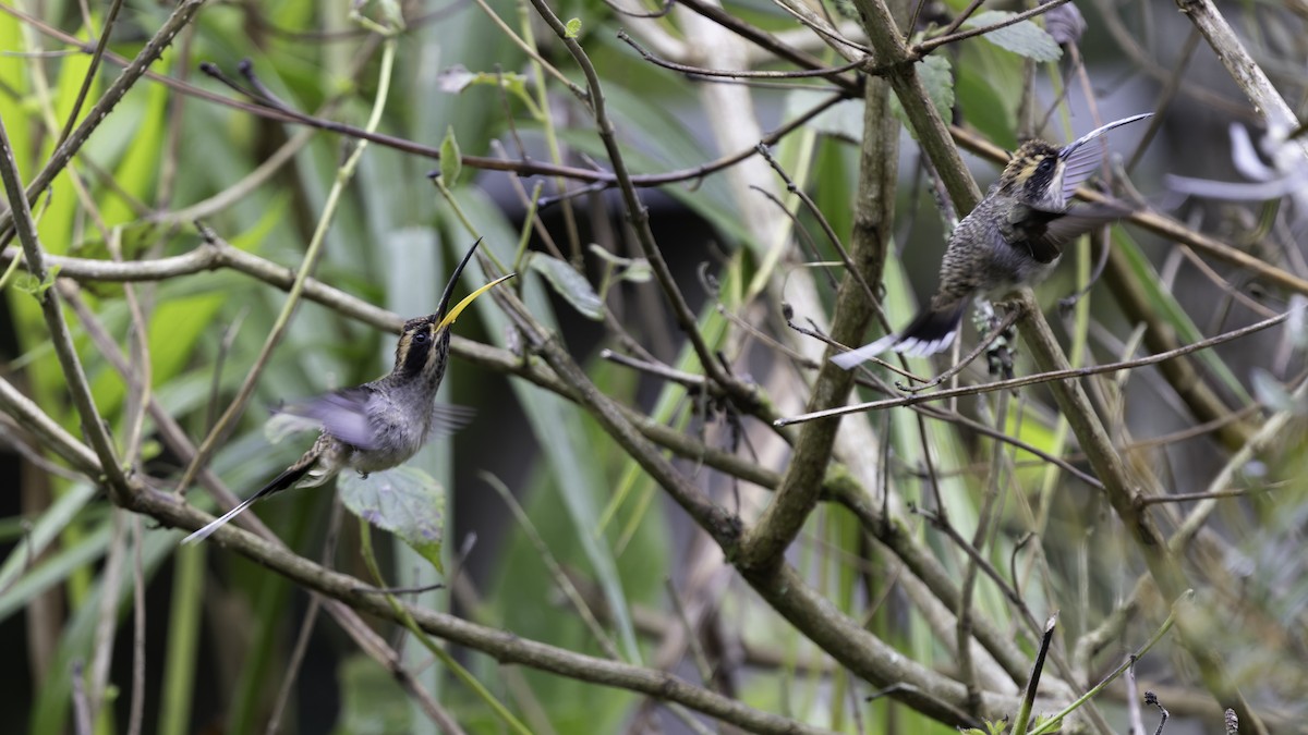 Scale-throated Hermit - ML638876615