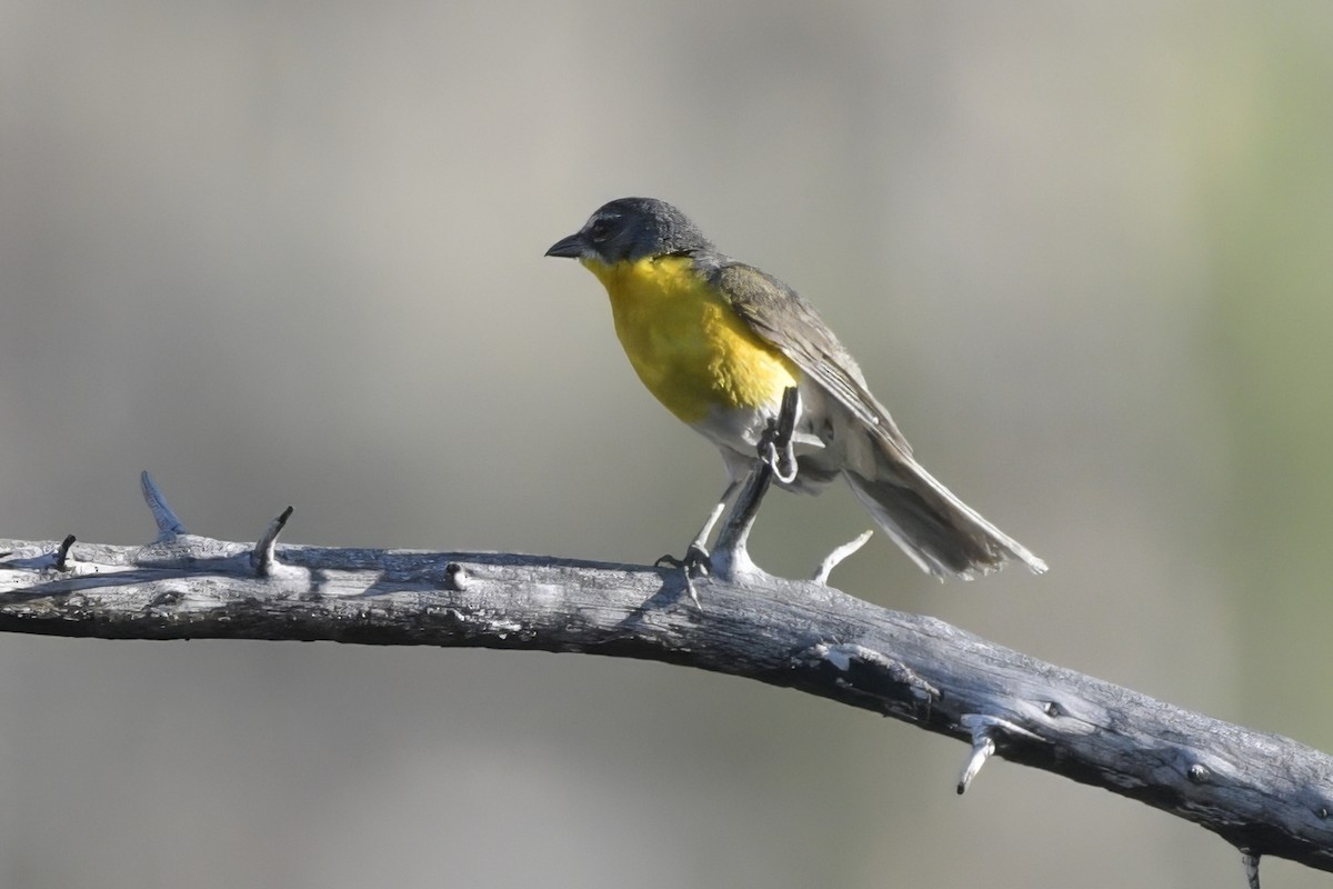 Yellow-breasted Chat - ML638876616
