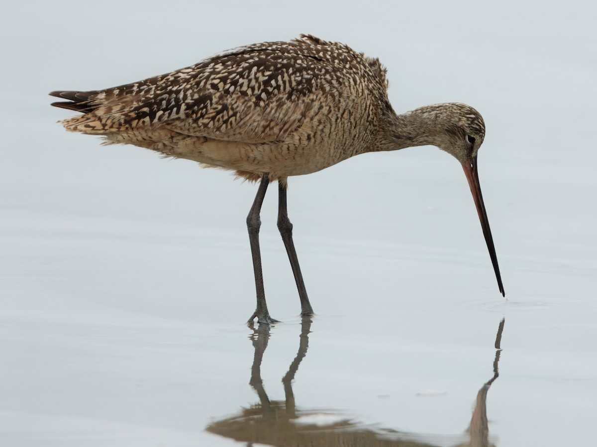 Marbled Godwit - ML638876617