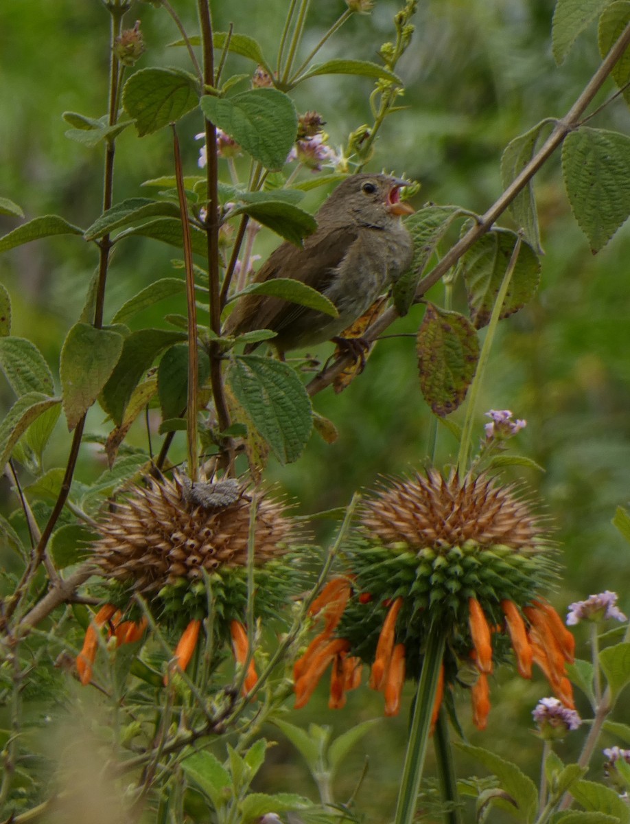 Dull-colored Grassquit - ML638876618