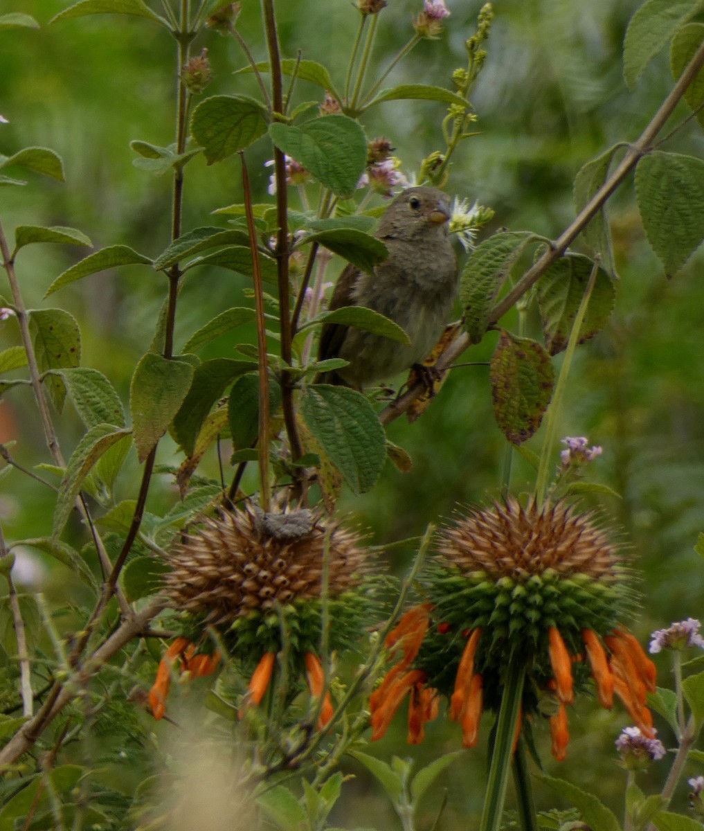 Dull-colored Grassquit - ML638876619