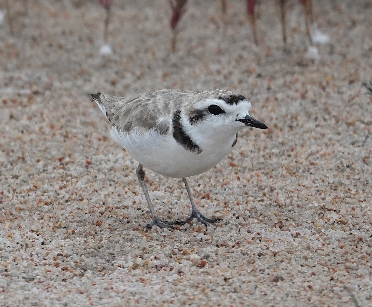 Snowy Plover - ML638876622