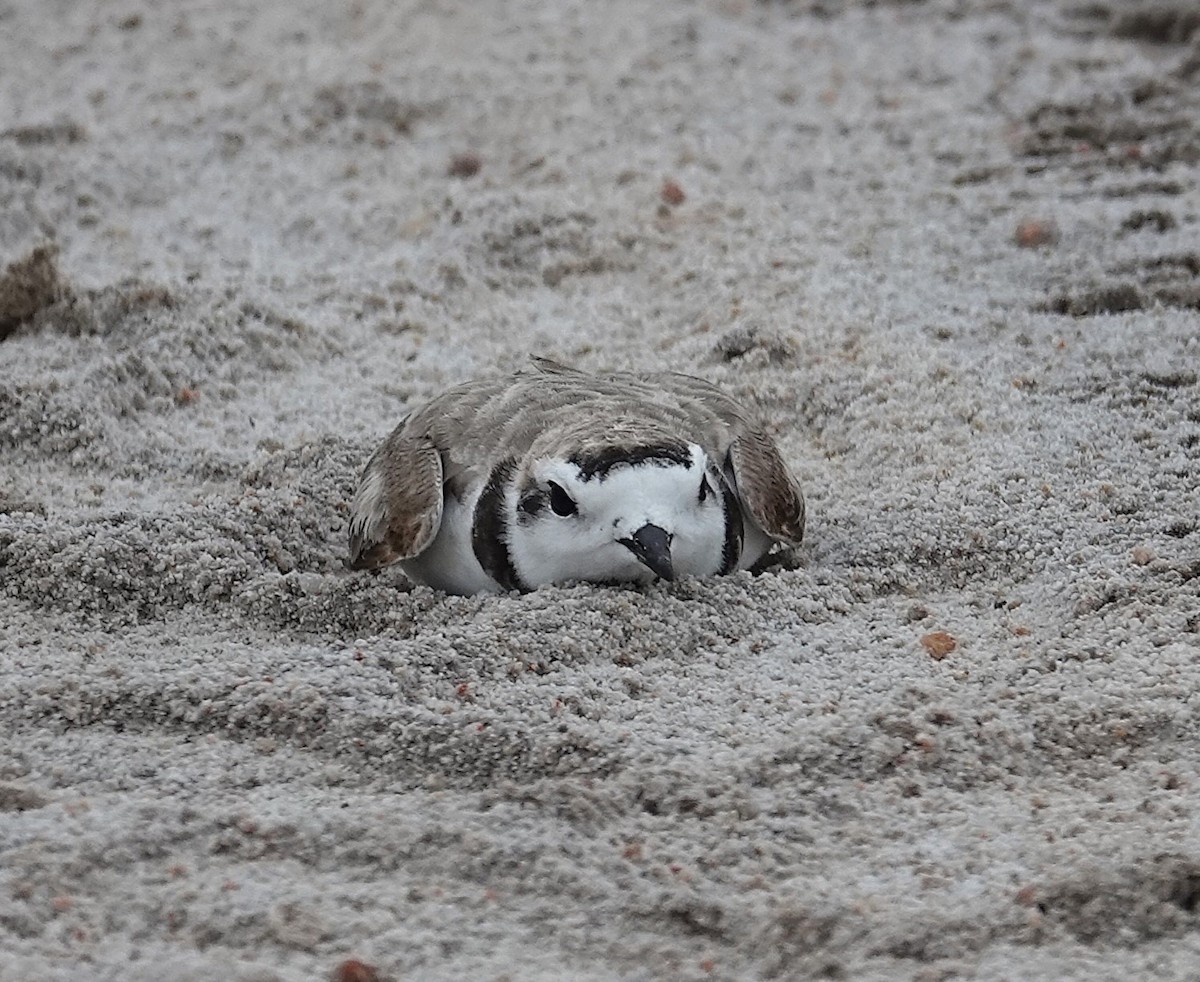 Snowy Plover - ML638876623