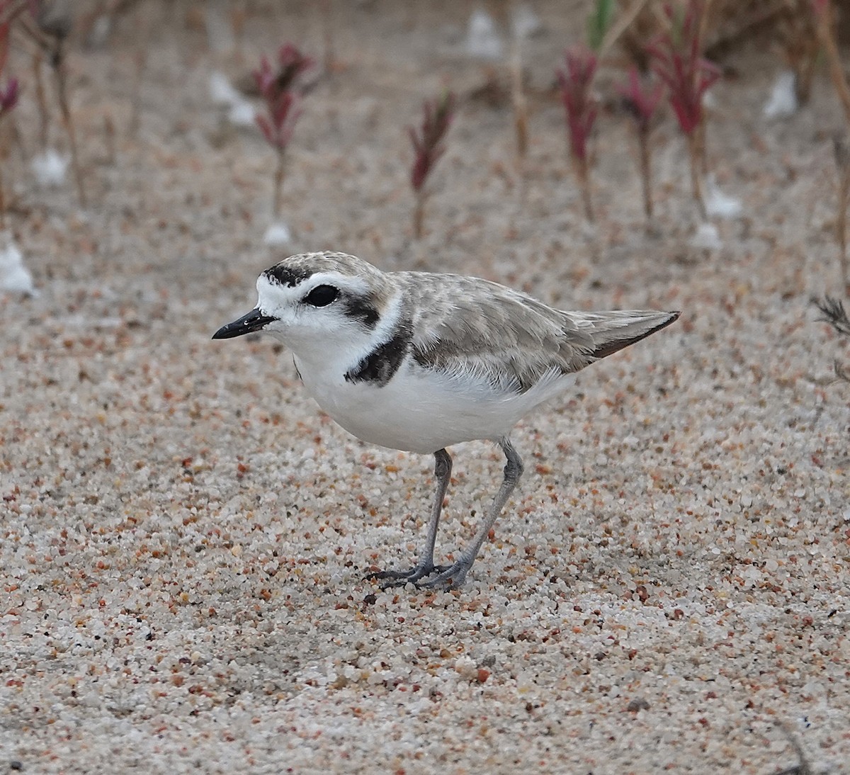 Snowy Plover - ML638876624