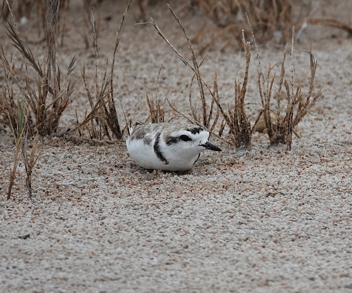 Snowy Plover - ML638876626