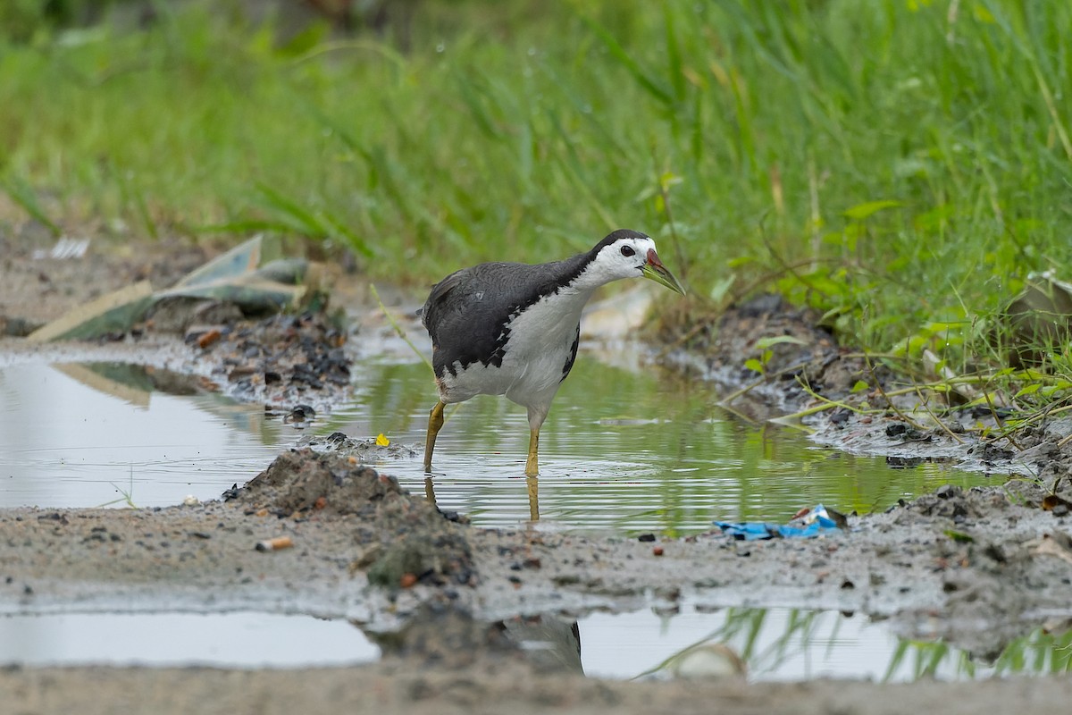 White-breasted Waterhen - ML638876627