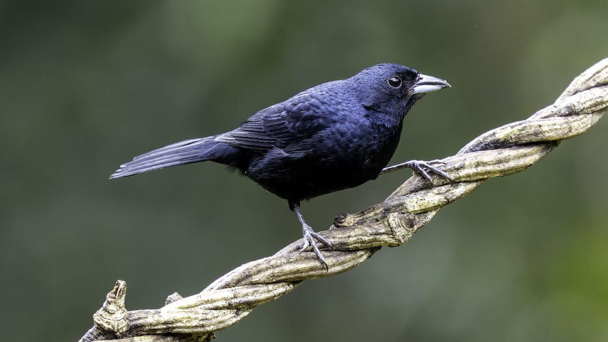 Ruby-crowned Tanager - ML638876628