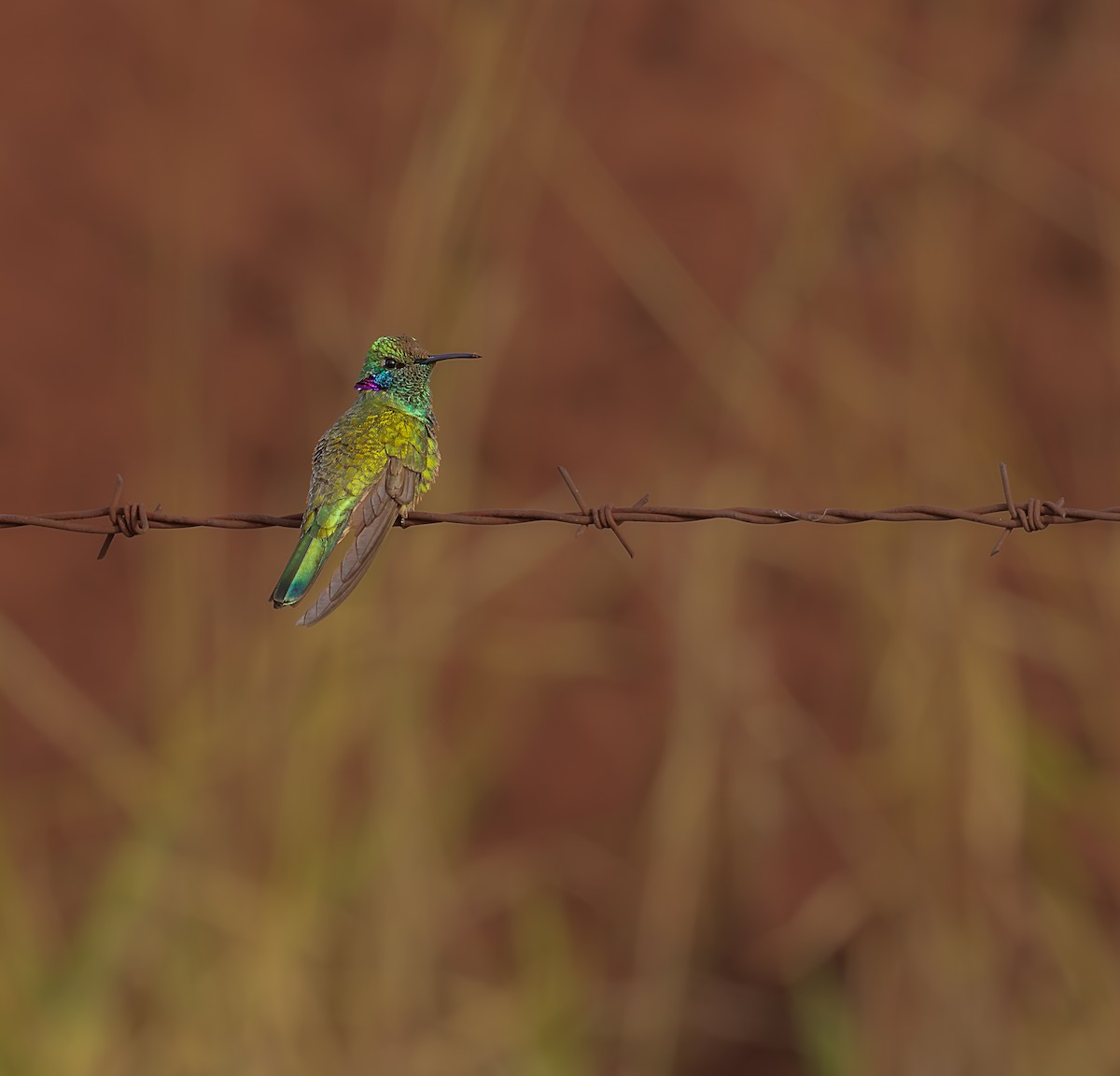 White-vented Violetear - ML638876631
