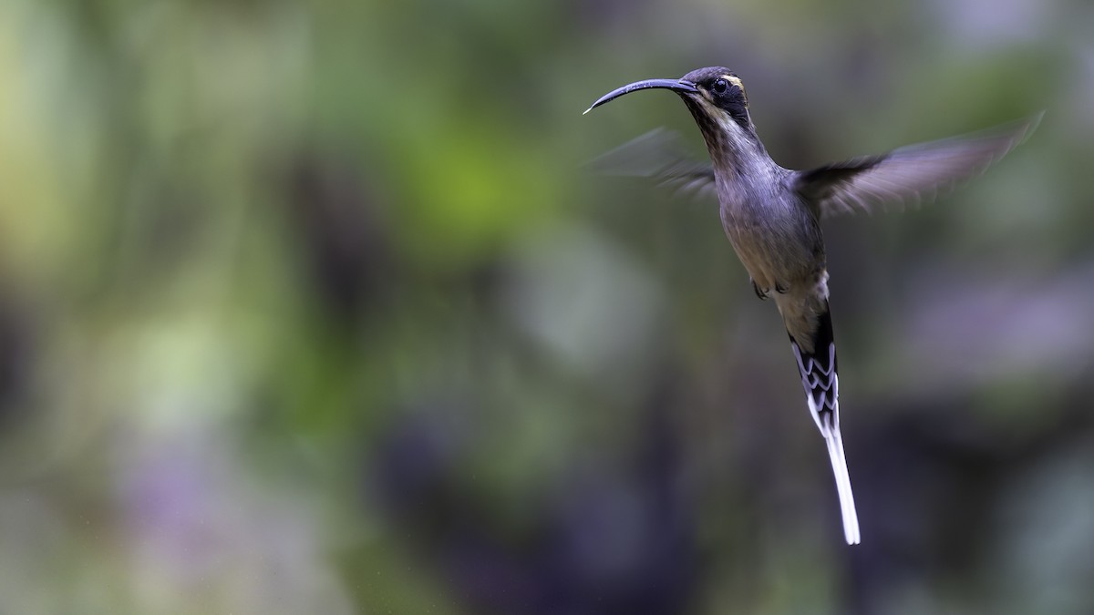 Scale-throated Hermit - ML638876632