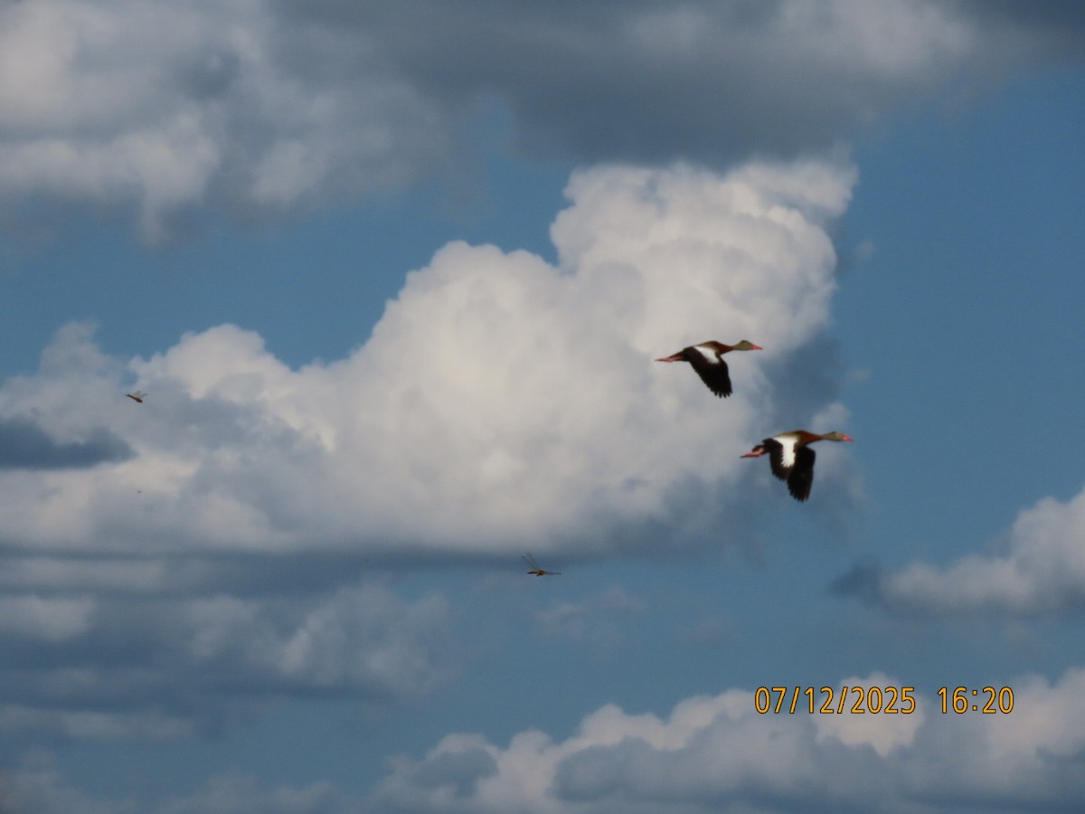 Black-bellied Whistling-Duck - ML638876633