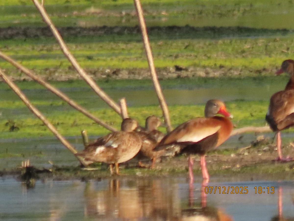 Blue-winged Teal - ML638876641