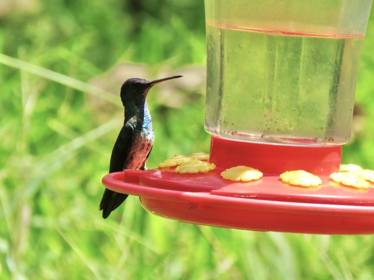Golden-tailed Sapphire - ML638876642